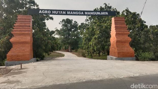 Gapura pintu masuk Agro Hutan Mangga Mangunjaya di Kabupaten Indramayu