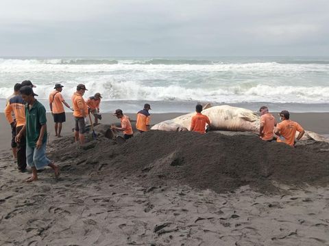 Hiu tutul yang ditemukan mati terdampar di sekitar TKP Bayeman, Temon, Kabupaten Kulon Progo, Selasa (14/11/2023) pagi.