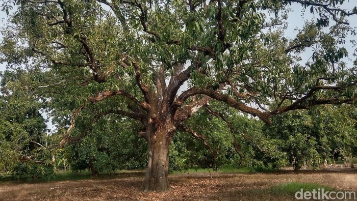Hutan mangga di Desa Mangunjaya, Kecamatan Anjatan, Kabupaten Indramayu.