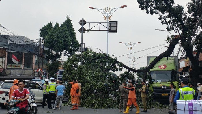 Jalan Raya Bogor Arah PGC Macet, Pohon Tumbang Tutupi Jalan