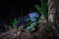 Kamera Jebakan di Hutan