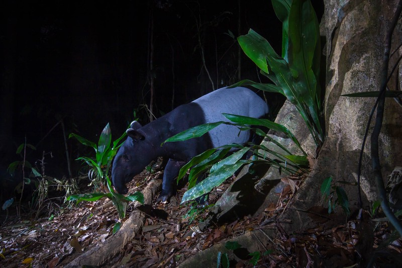 Kamera Jebakan di Hutan