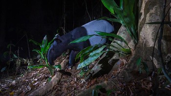 Penampakan tapir. Foto: Emmanuel Rondeau