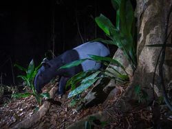 Kamera Pengintai Abadikan Foto Harimau Langka