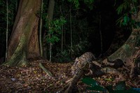 Kamera Jebakan di Hutan