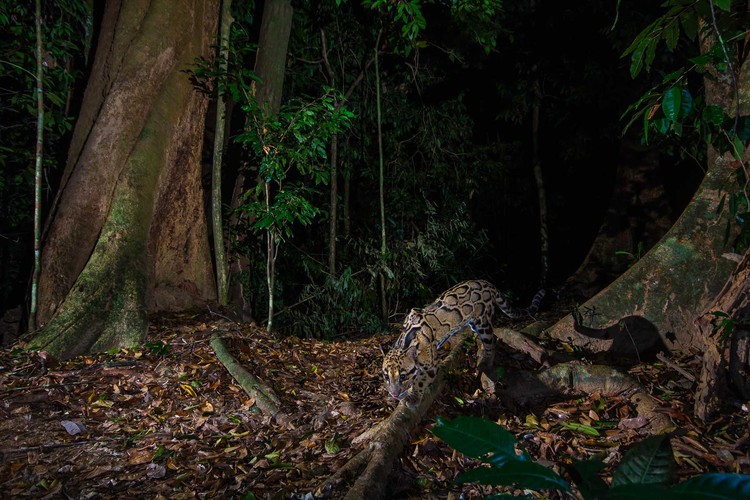Kamera Jebakan di Hutan