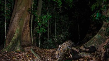 Macan Dahan. Foto: Emmanuel Rondeau