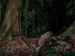 Kamera Pengintai Abadikan Foto Harimau Langka