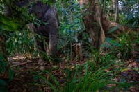 Kamera Jebakan di Hutan