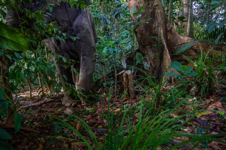 Kamera Jebakan di Hutan