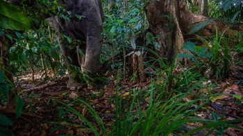 Gajah menyusuri Royal Belum State Park, Malaysia.  Foto: Emmanuel Rondeau 