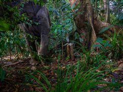 Kamera Pengintai Abadikan Foto Harimau Langka