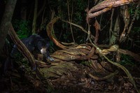 Kamera Jebakan di Hutan