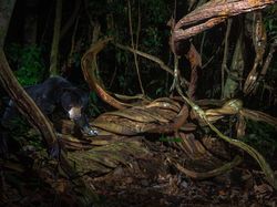 Kamera Pengintai Abadikan Foto Harimau Langka
