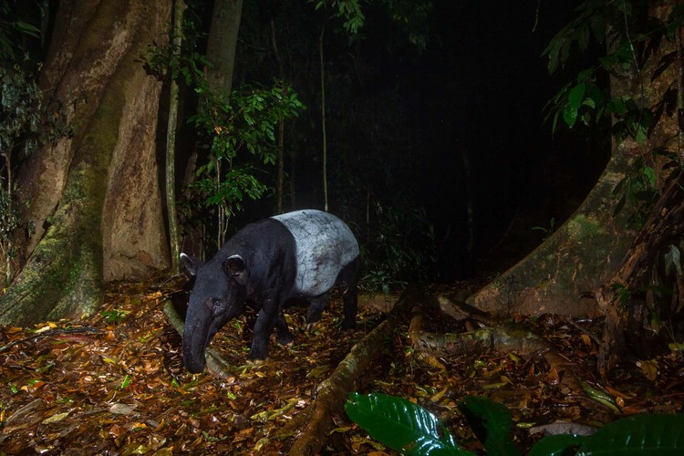 Kamera Jebakan di Hutan
