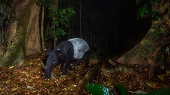 Gambar-gambar yang dibagikan oleh WWF tidak hanya menyoroti harimau tetapi juga upaya anti-perburuan liar yang dilakukan kelompok-kelompok tersebut untuk membantu kelangsungan hidup satwa liar.  Foto: Emmanuel Rondeau