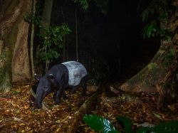 Kamera Pengintai Abadikan Foto Harimau Langka