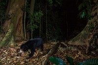 Kamera Jebakan di Hutan
