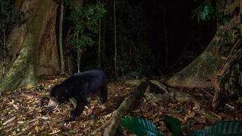 Setelah berbulan-bulan pemeliharaan dan penggantian baterai, kamera jebakan menangkap apa yang yang tersisa dari kekayaan keanekaragaman satwa liar di salah satu hutan hujan tertua di dunia. Foto: Emmanuel Rondeau