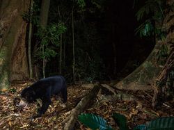 Kamera Pengintai Abadikan Foto Harimau Langka