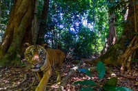 Kamera Jebakan di Hutan