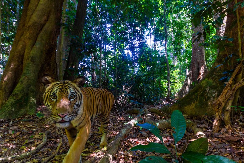 Kamera Jebakan di Hutan