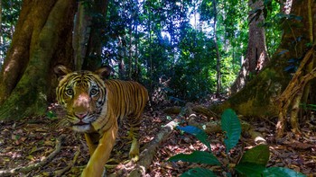 Populasi harimau di Malaysia terus menurun dari sekitar 3.000 ekor pada tahun 1950an menjadi kurang dari 150 ekor pada tahun lalu, menurut World Wildlife Fund . Bahkan baru-baru ini pada tahun 2010, jumlah tersebut diperkirakan mencapai 500 ekor. Foto: Emmanuel Rondeau