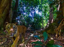 Kamera Pengintai Abadikan Foto Harimau Langka