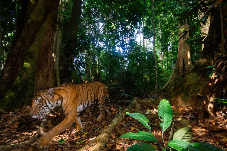 Kamera Jebakan di Hutan
