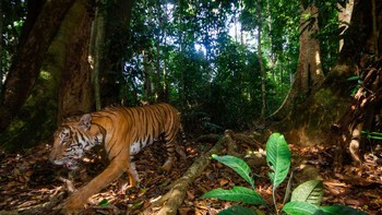 “Di Malaysia, berkurangnya populasi harimau mencerminkan tantangan kompleks yang dihadapi makhluk luar biasa ini di seluruh Asia Tenggara,” Sophia Lim, Direktur Eksekutif dan CEO WWF-Malaysia menjelaskan dalam siaran persnya. “Mengambil foto harimau Malaya di habitat aslinya jarang terjadi, namun setiap gambar berfungsi sebagai sumber harapan dan pengingat akan upaya berkelanjutan yang diperlukan untuk menjaga keberadaannya.” Foto: Emmanuel Rondeau