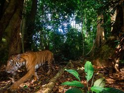 Kamera Pengintai Abadikan Foto Harimau Langka