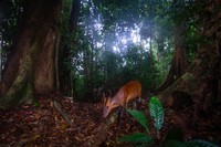 Kamera Jebakan di Hutan