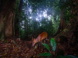 Kamera Pengintai Abadikan Foto Harimau Langka