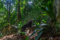 Kamera Jebakan di Hutan