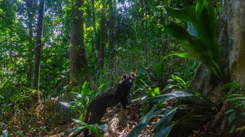 Macan tutul hitam ada di Royal Belum State Park, Malaysia. Foto: Emmanuel Rondeau