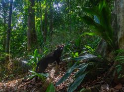 Kamera Pengintai Abadikan Foto Harimau Langka
