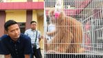 Potret Lutung Jawa Berbulu Emas Diamankan Polisi
