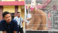 Usai diamankan dan dibawa ke Polres Probolinggo, lutung Jawa jantan berusia 2 tahun itu kemudian diserahkan langsung ke BKSDA.