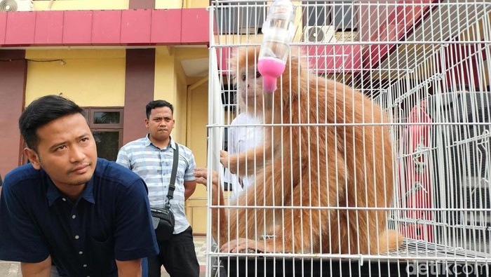 Lutung Jawa Berbulu Emas