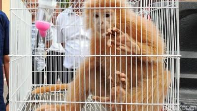 Potret Lutung Jawa Berbulu Emas Diamankan Polisi
