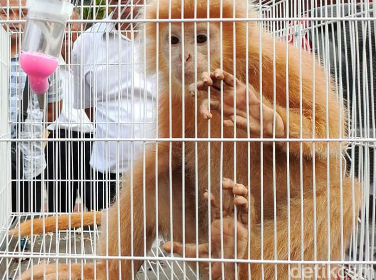 Potret Lutung Jawa Berbulu Emas Diamankan Polisi