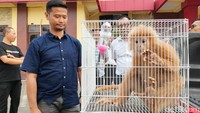 Pihak kepolisian sendiri awalnya mendapatkan laporan terkait ada warga yang memilih Lutung Jawa. Setelah dicek ternyata benar dan monyet tersebut diamankan dan pemiliknya dimintai keterangan.