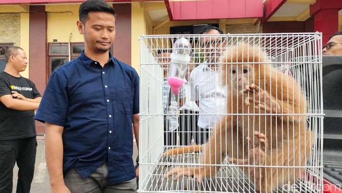 Lutung Jawa Berbulu Emas