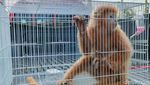 Potret Lutung Jawa Berbulu Emas Diamankan Polisi