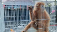 BKSDA sendiri akan membawa primata ini ke pusat rehabilitasi lutung Jawa di Kota Batu untuk dirawat dan dilepasliarkan.