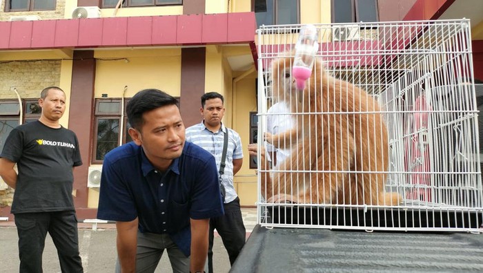lutung jawa