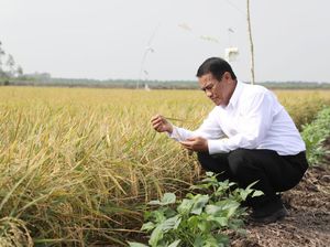 Genjot Produksi Padi-Jagung, Mentan Siapkan Rp 5,8 Triliun