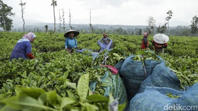 RI Ternyata Produsen Teh Terbesar Kedelapan di Dunia