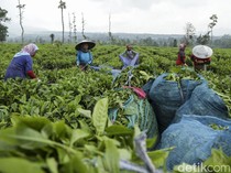 RI Ternyata Produsen Teh Terbesar Kedelapan di Dunia