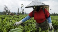 Pekerja memetik daun teh di Warungkondang, Kabupaten Cianjur, Jawa Barat, Selasa (14/11/2023).